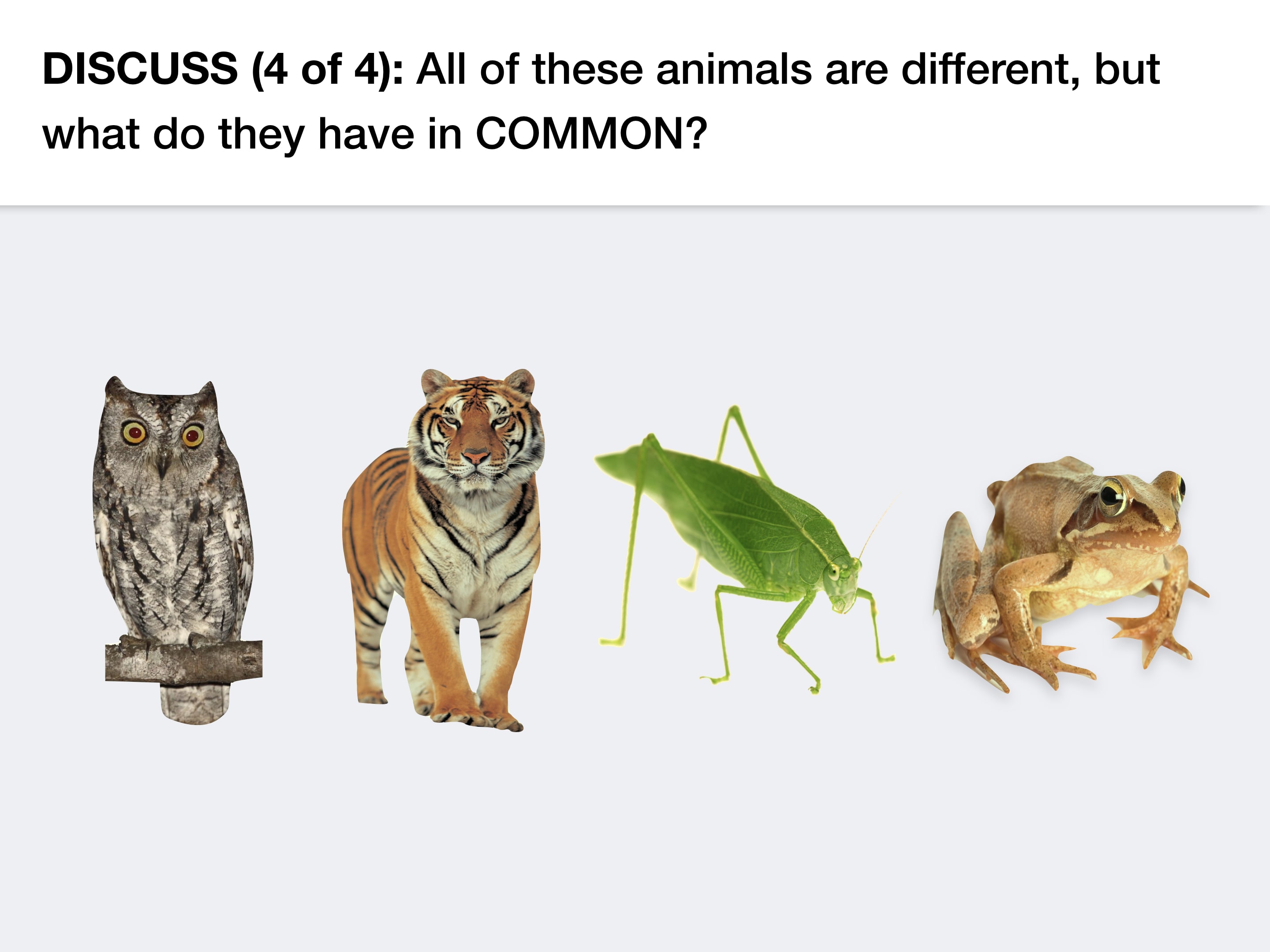 all animals