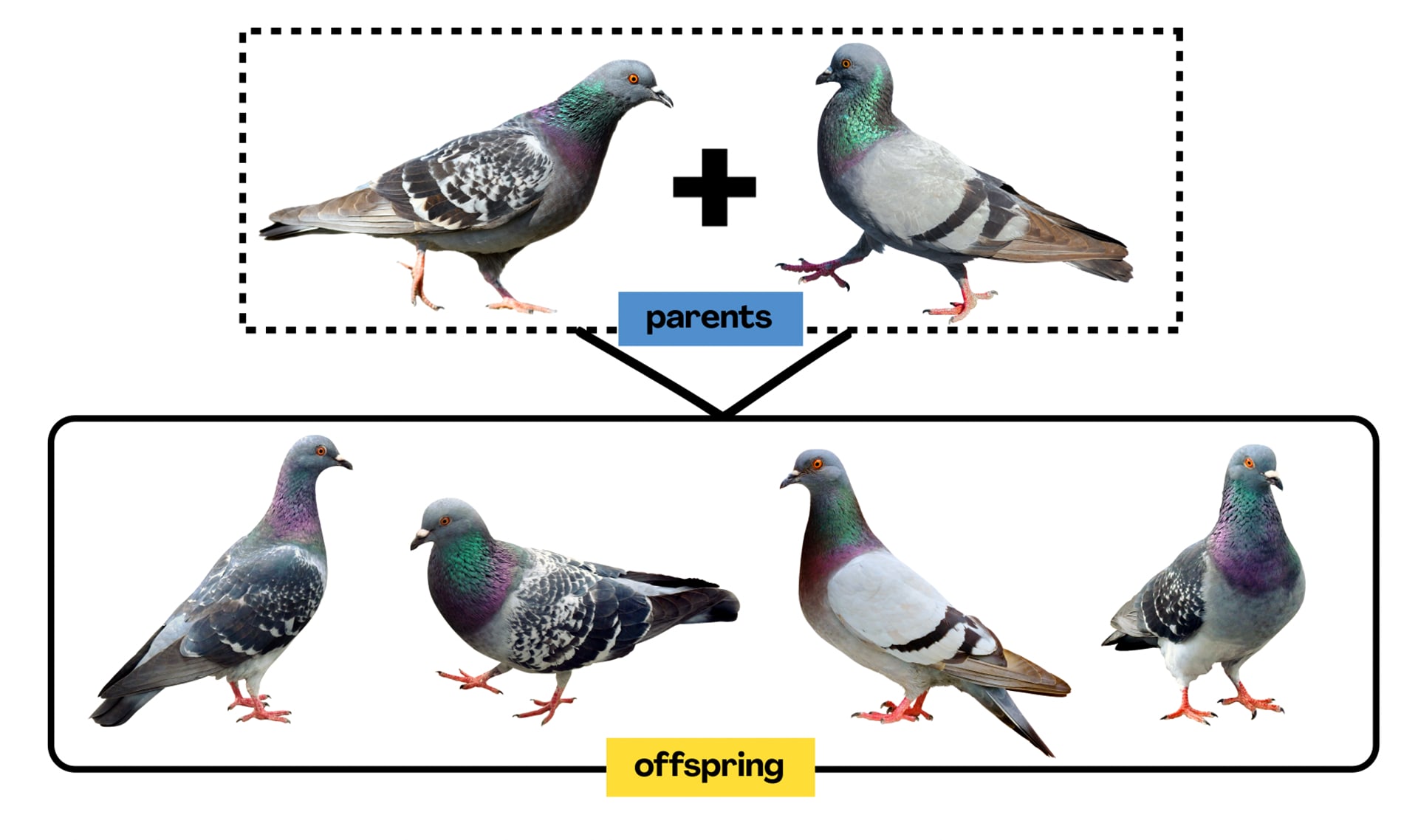 Slide Image