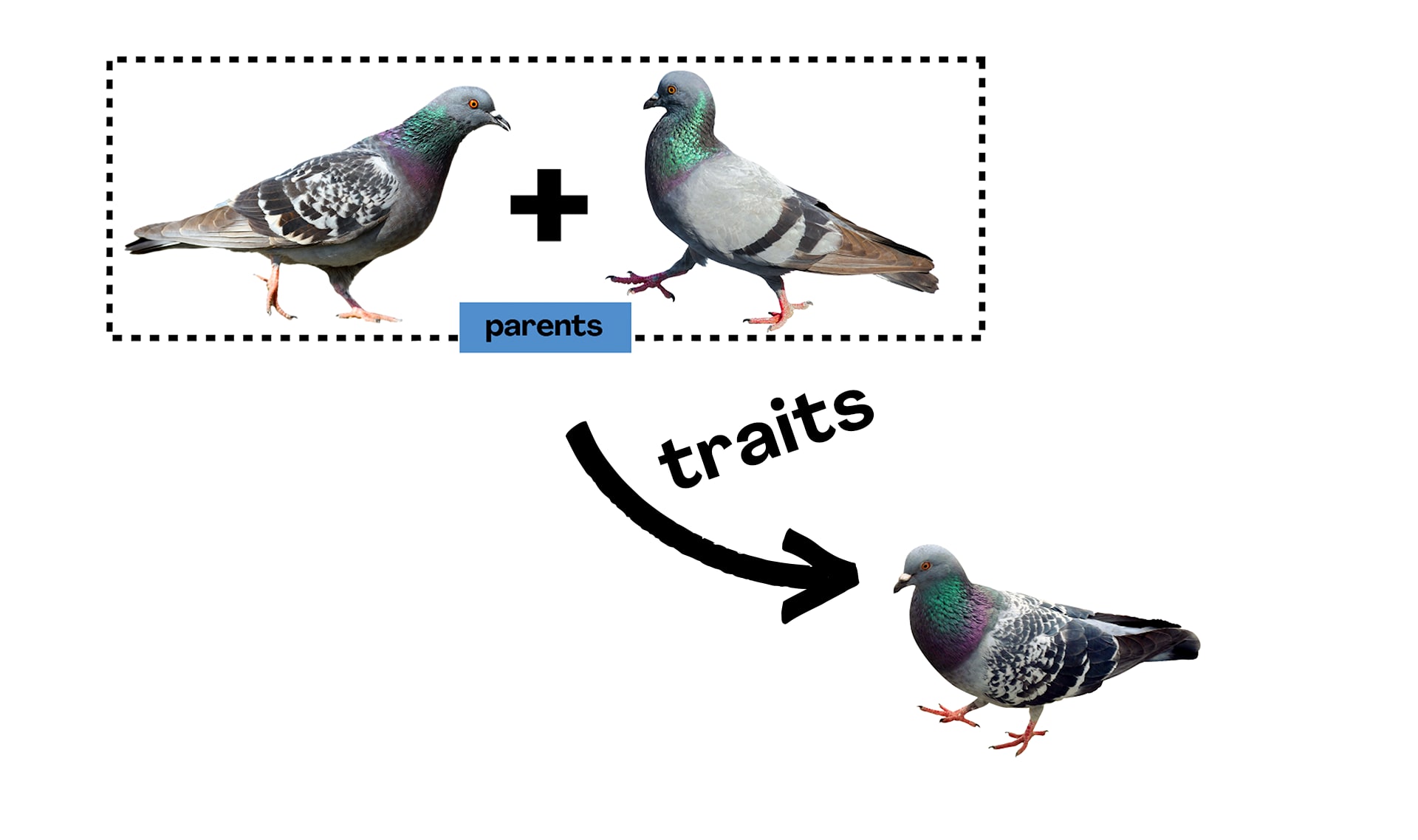 Slide Image