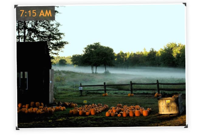 Pumpkins