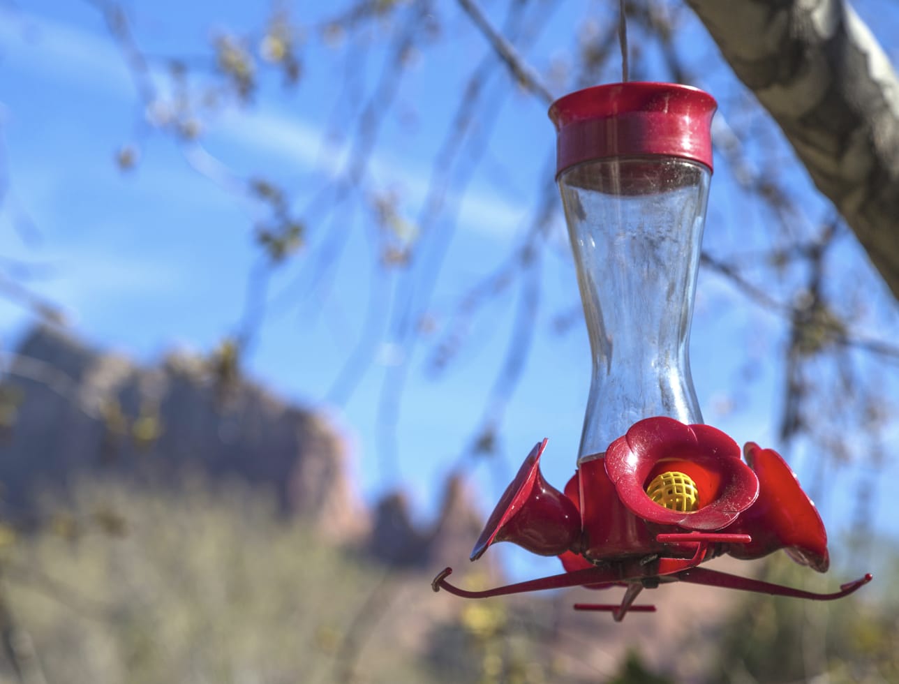 Bird Feeder