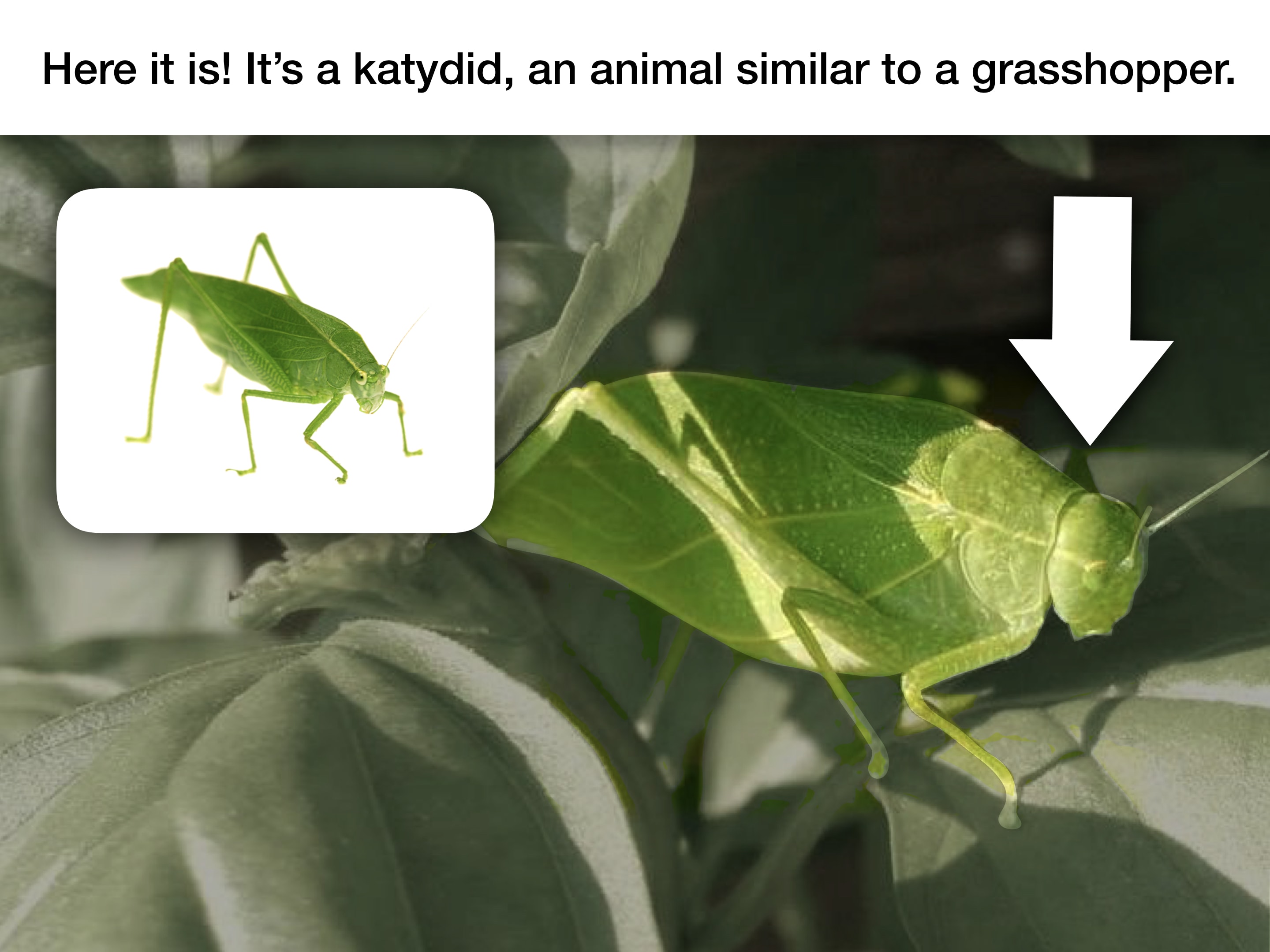 katydid