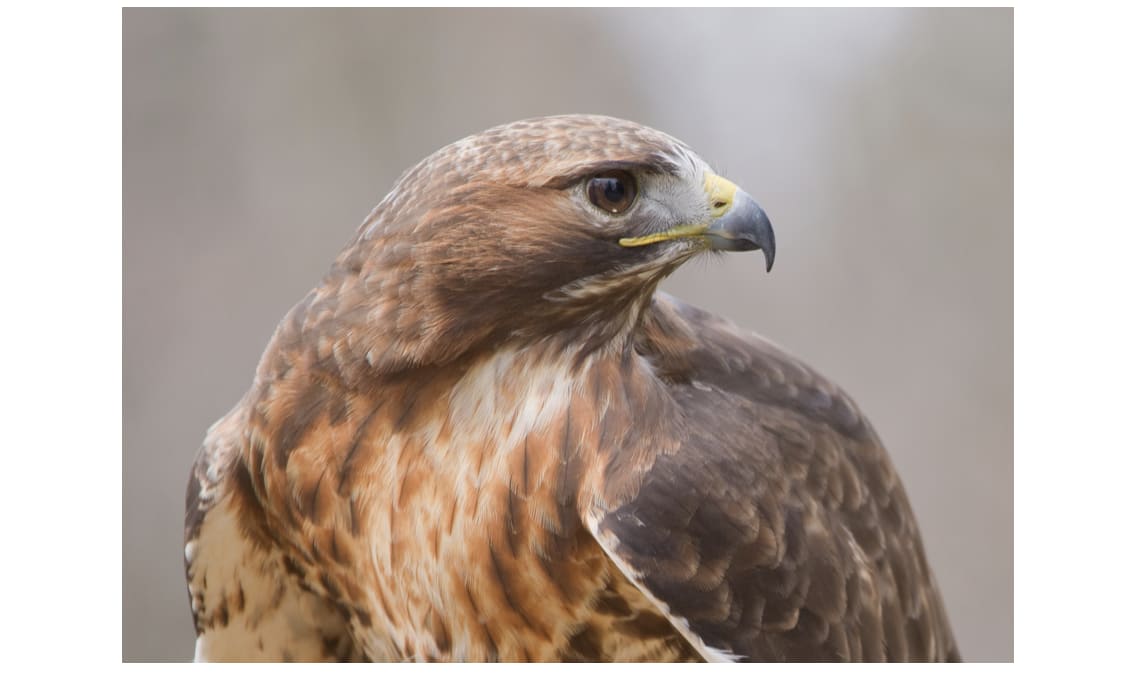 Hawk