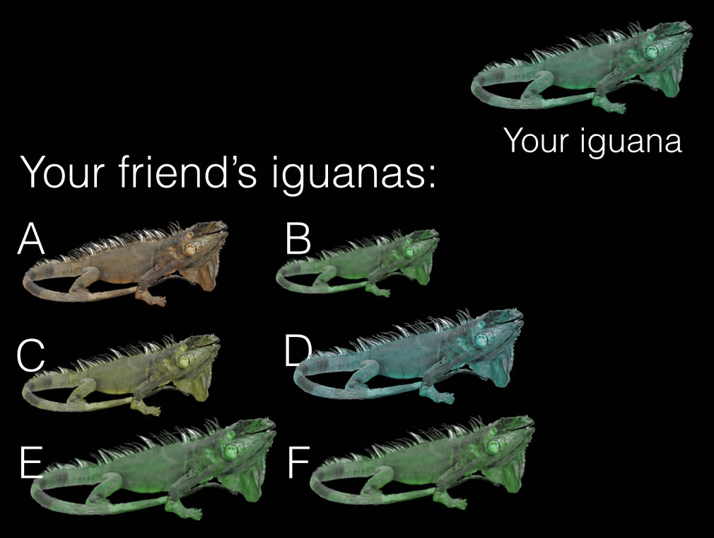 Iguana