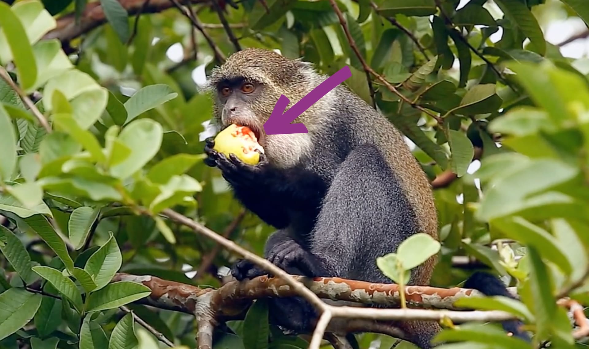 Slide Image