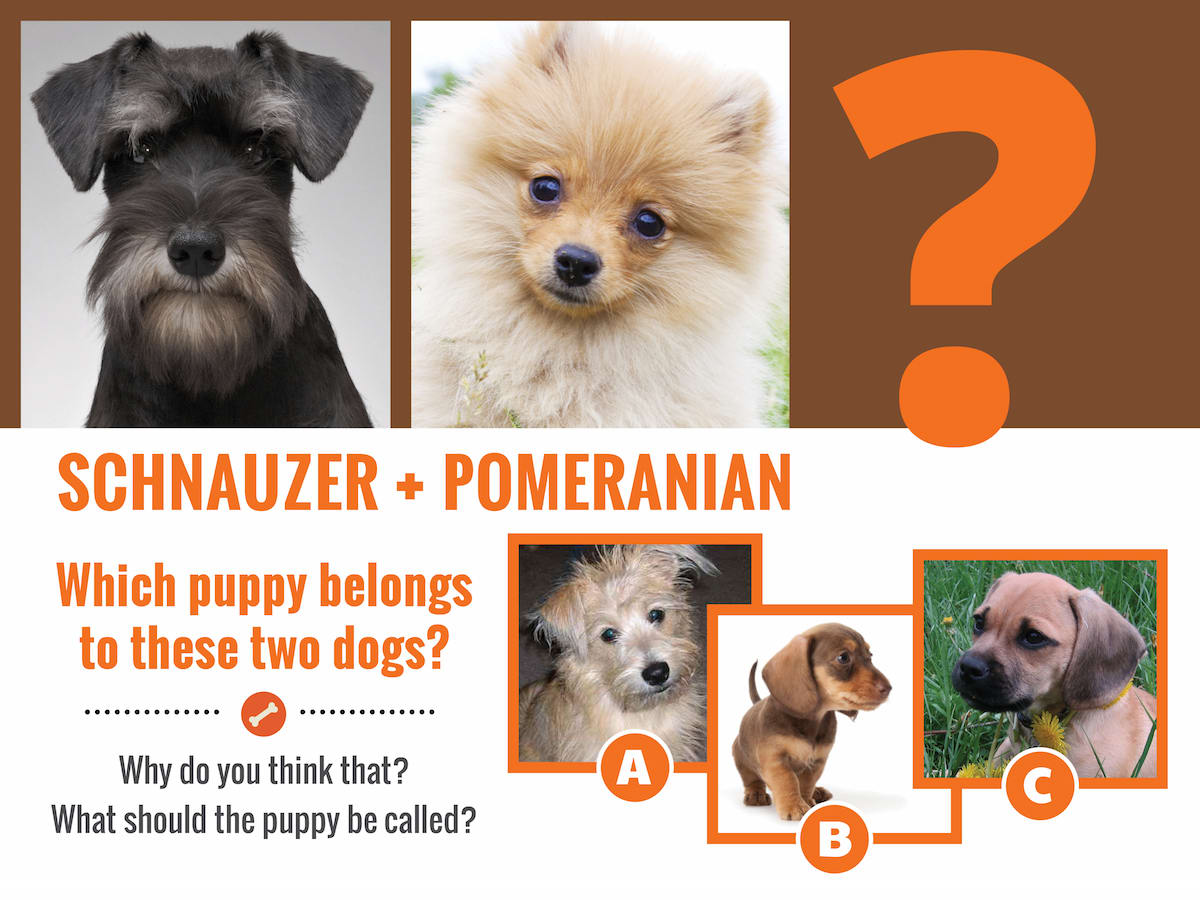 schnauzer-Pom-question