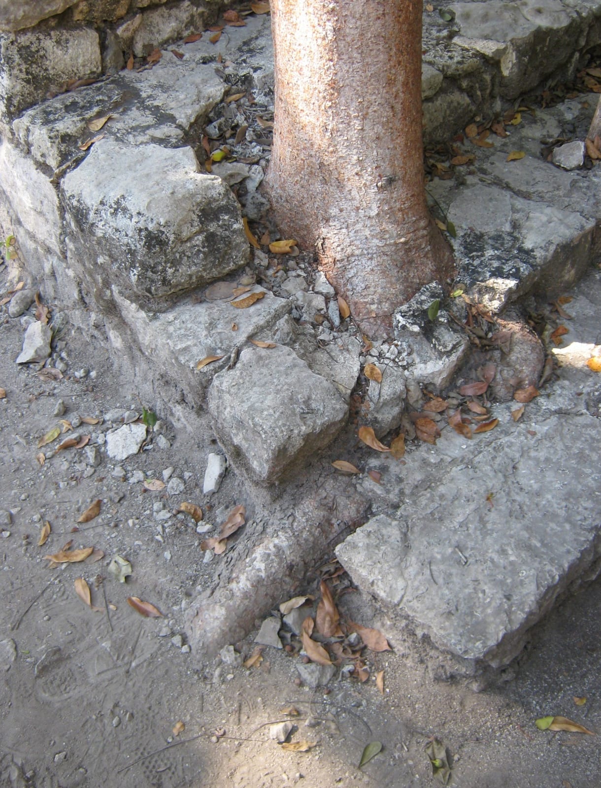 treebeforeremoval