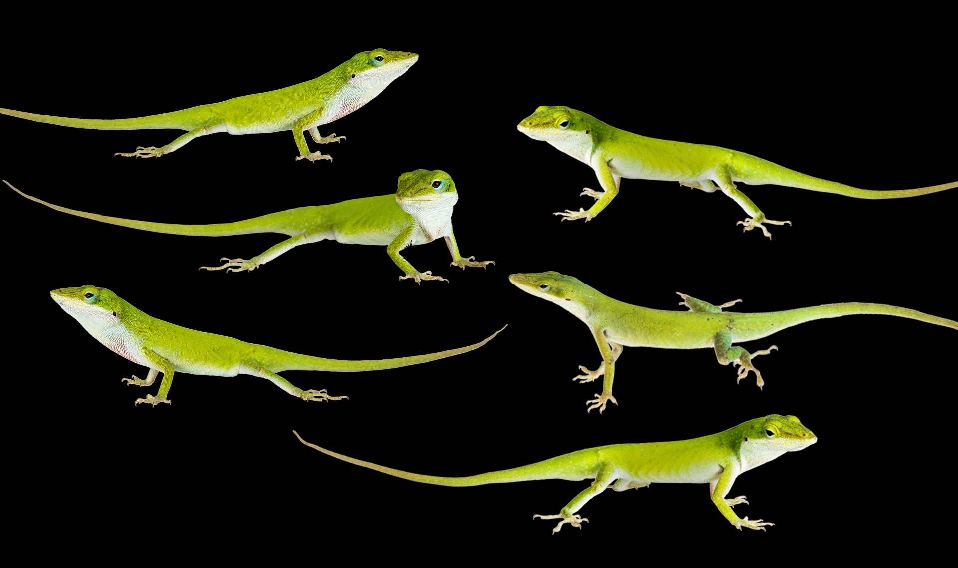 Slide Image