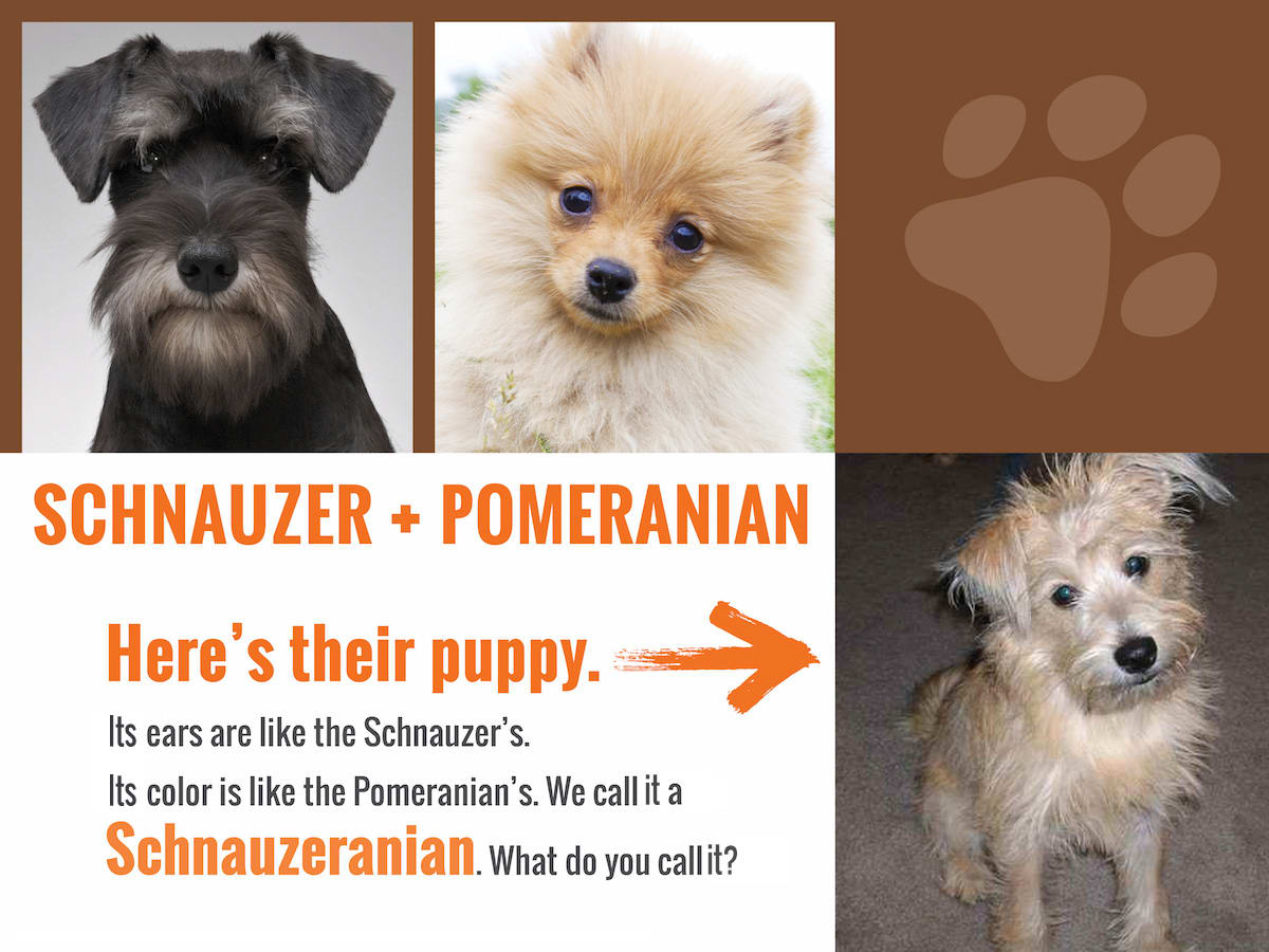 schnauzer-Pom-answer