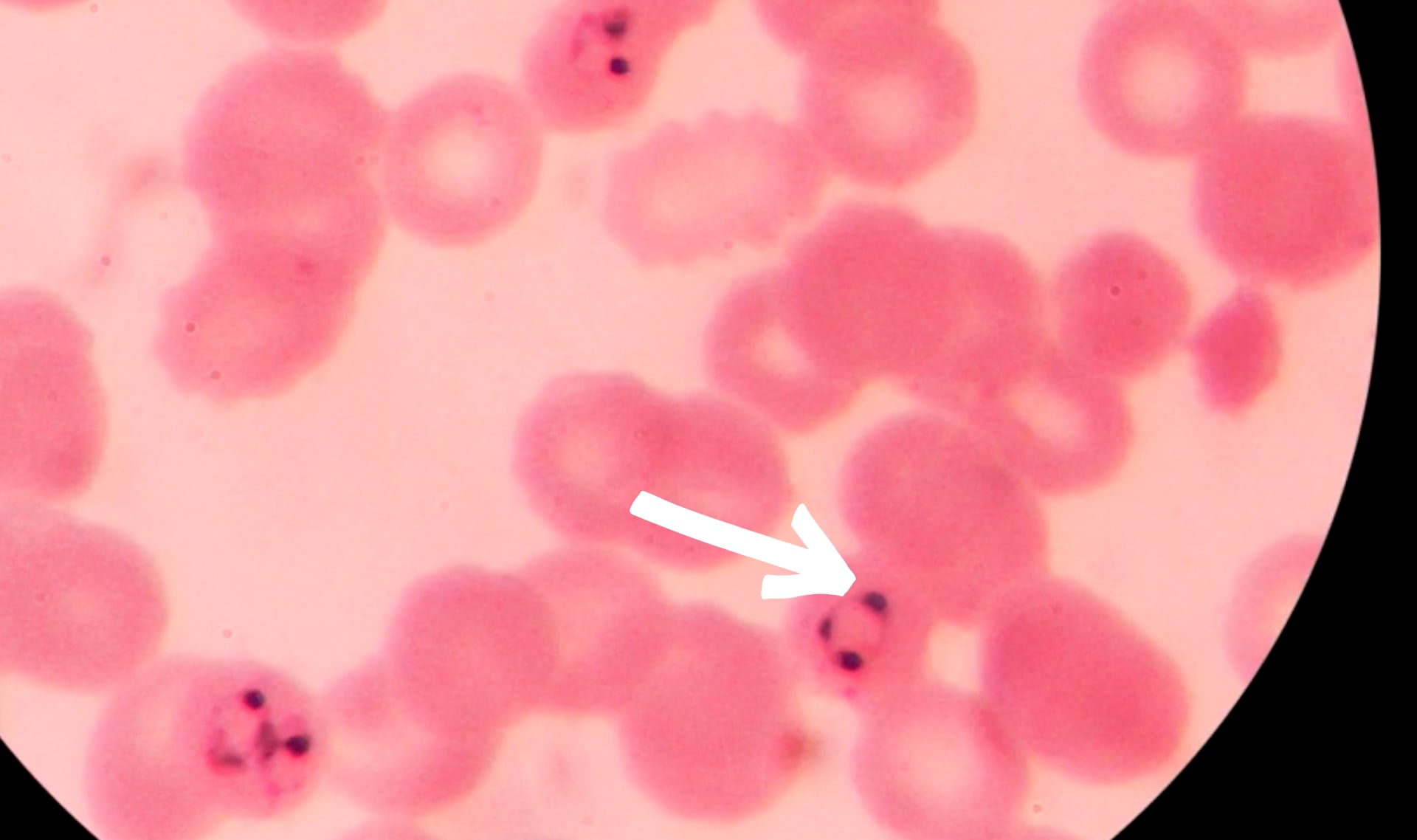 Slide Image