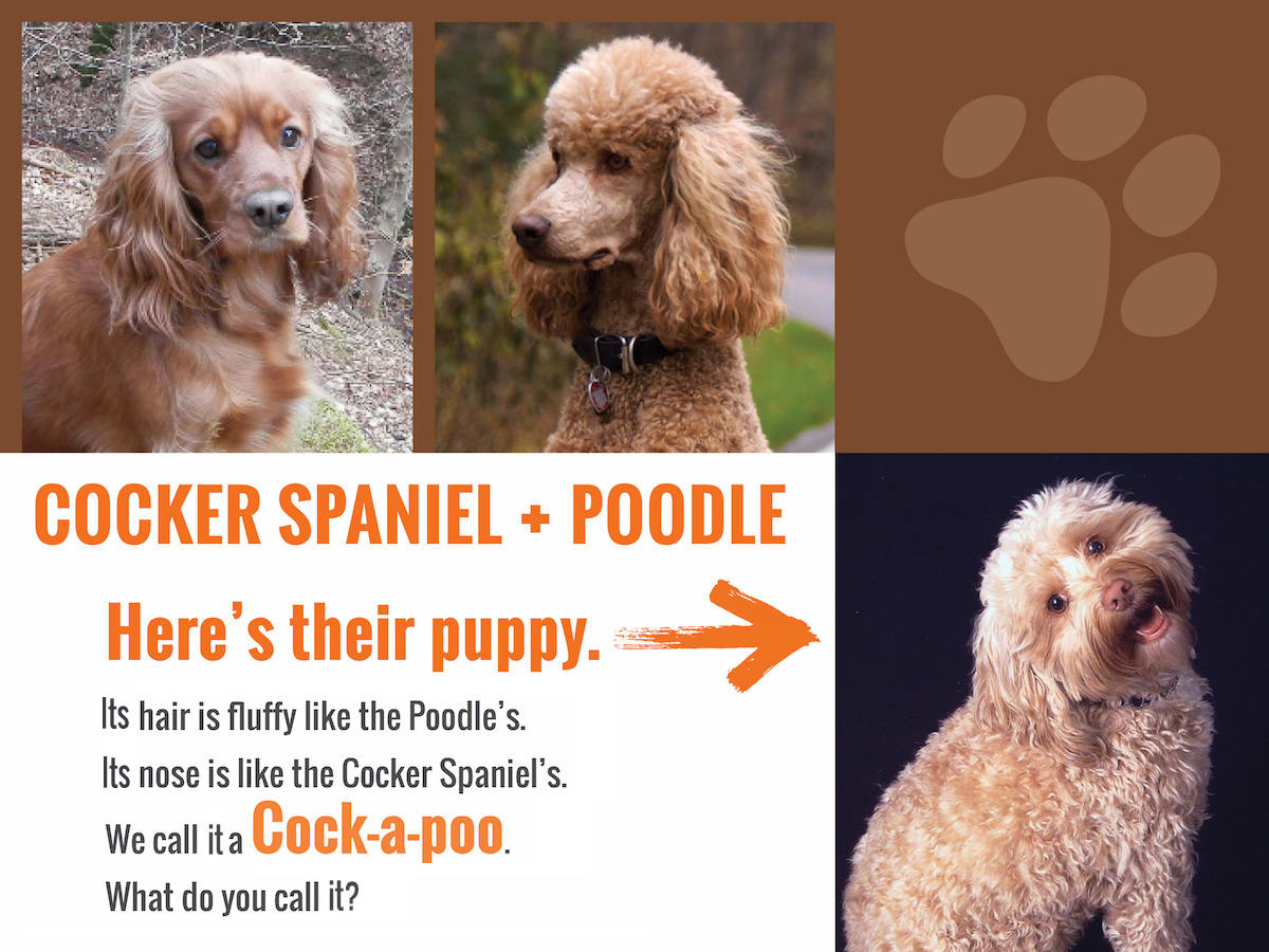 cockerspaniel-poodleanswer