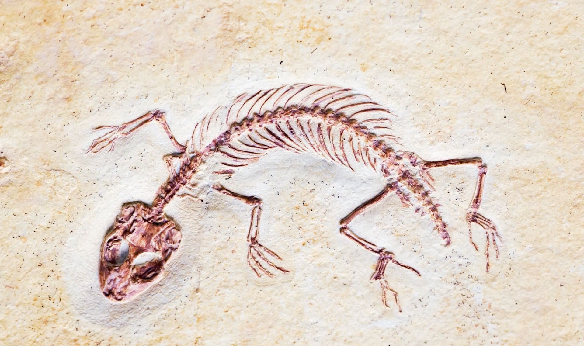Slide Image
