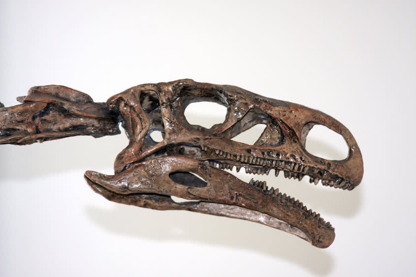 dinosaurskull