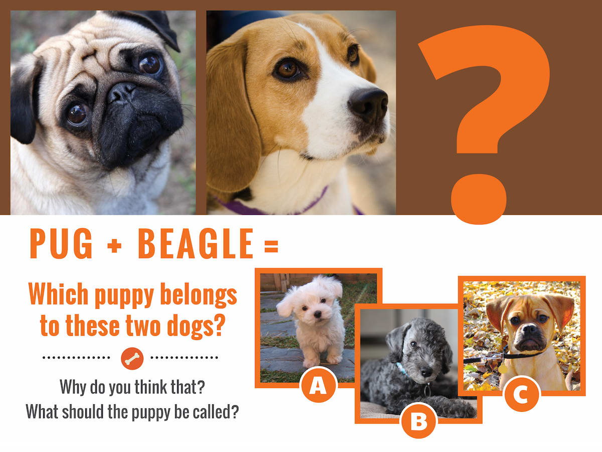 pug-beaglequestion