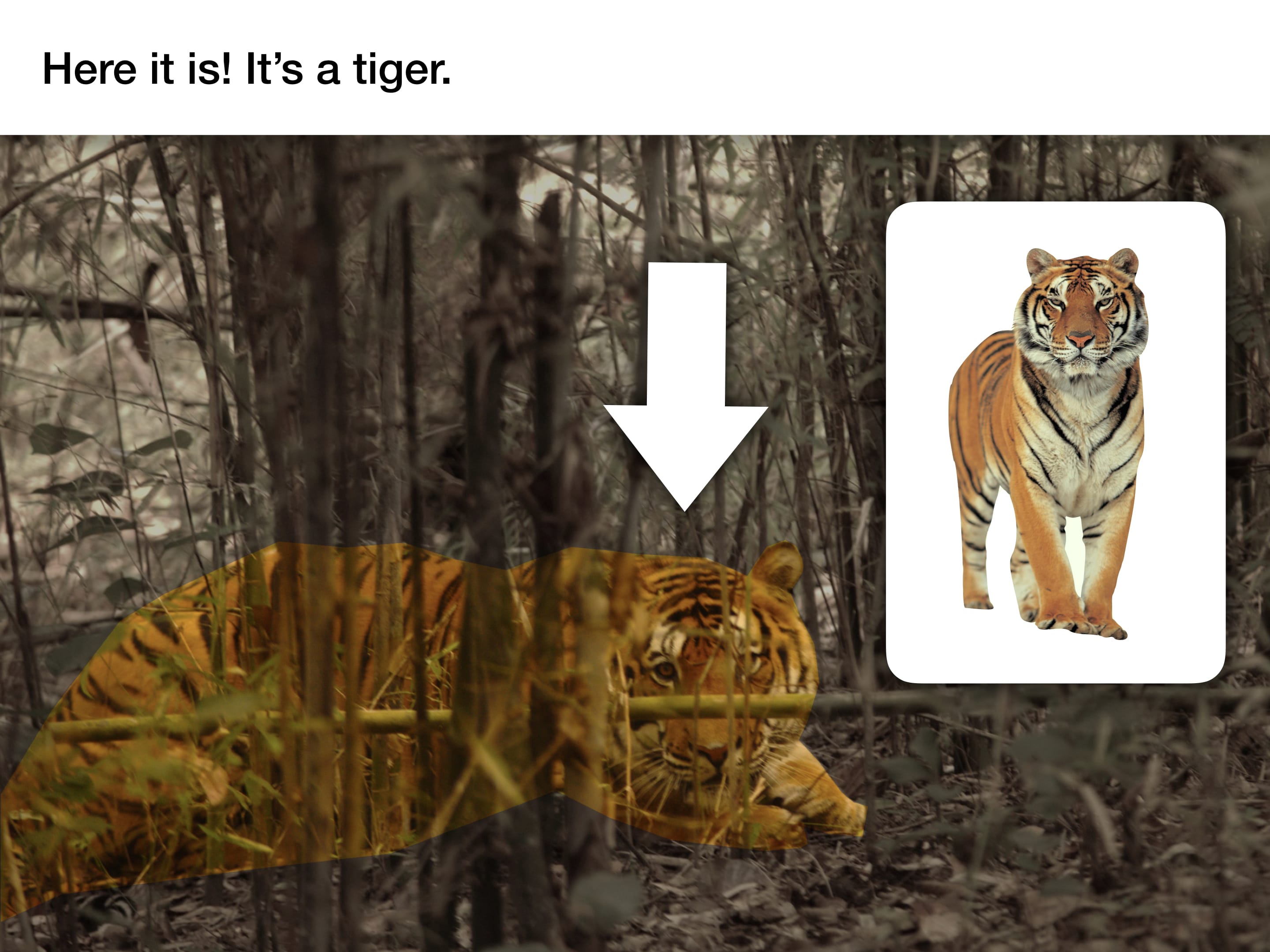 tiger