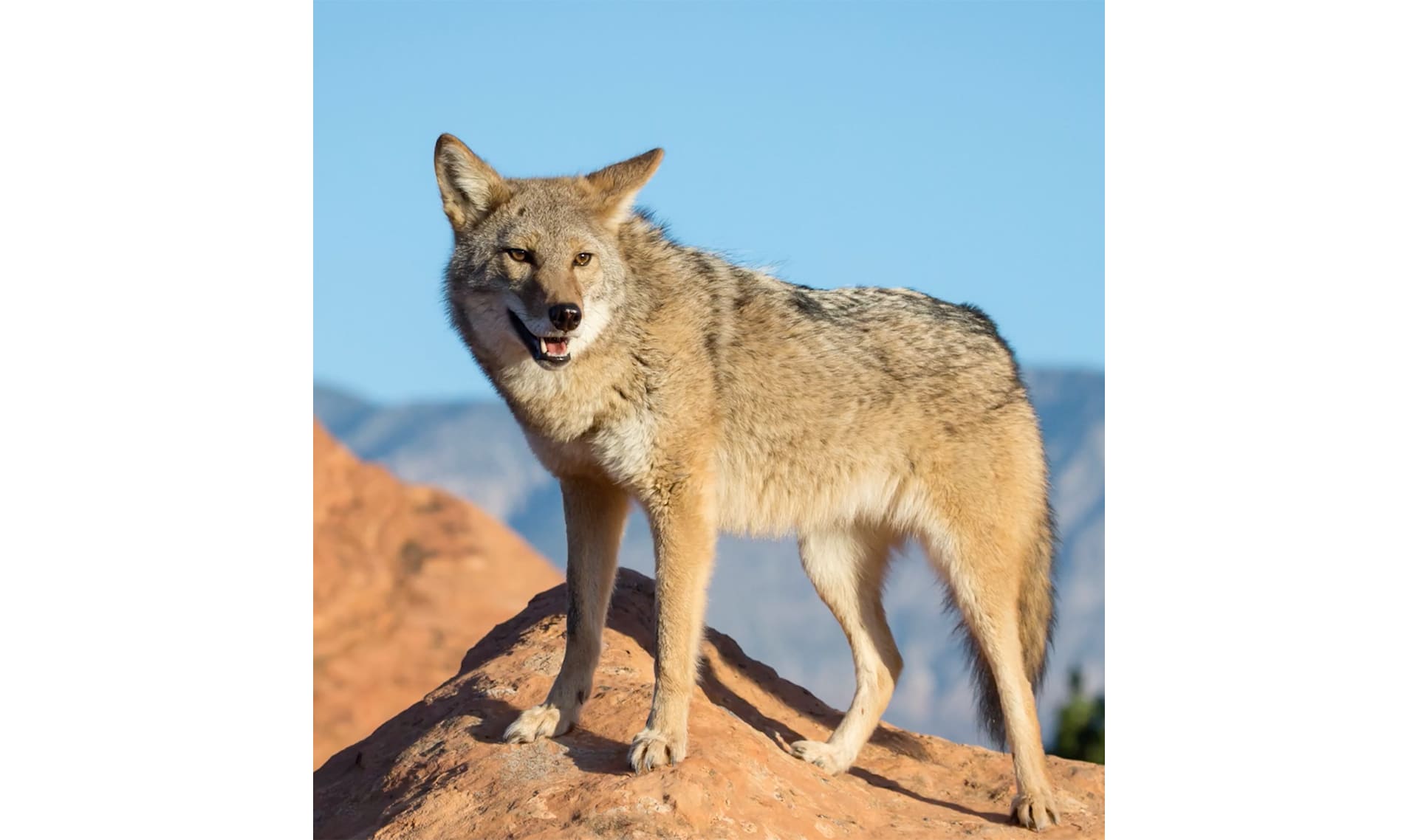 Slide Image