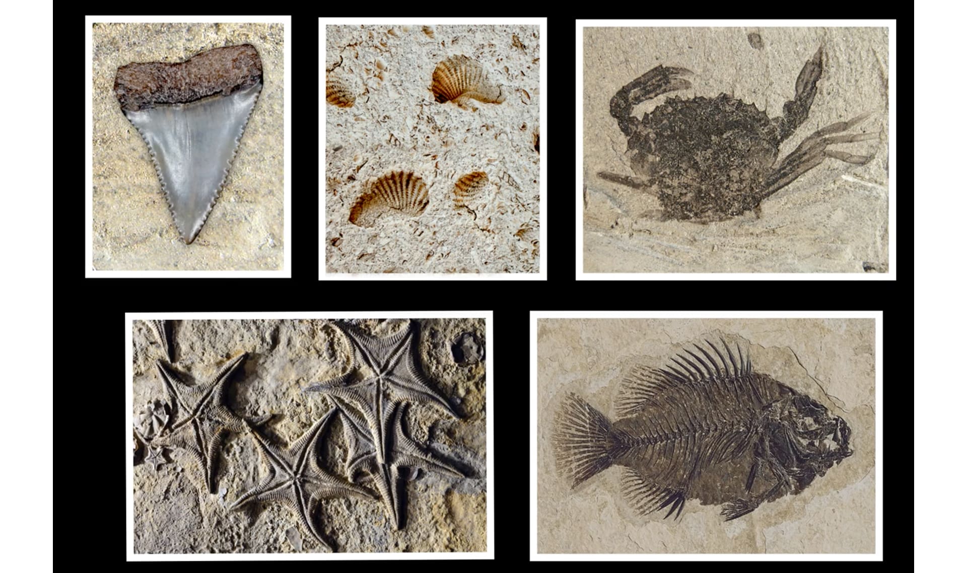 Slide Image