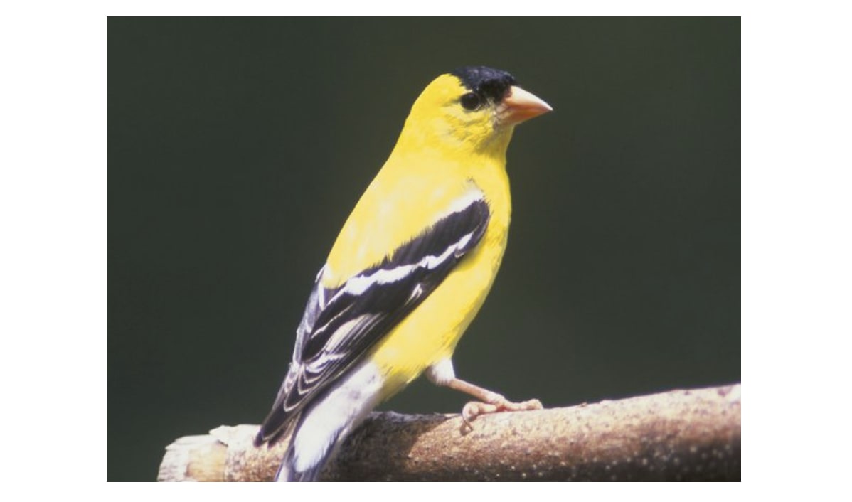 American Goldfinch
