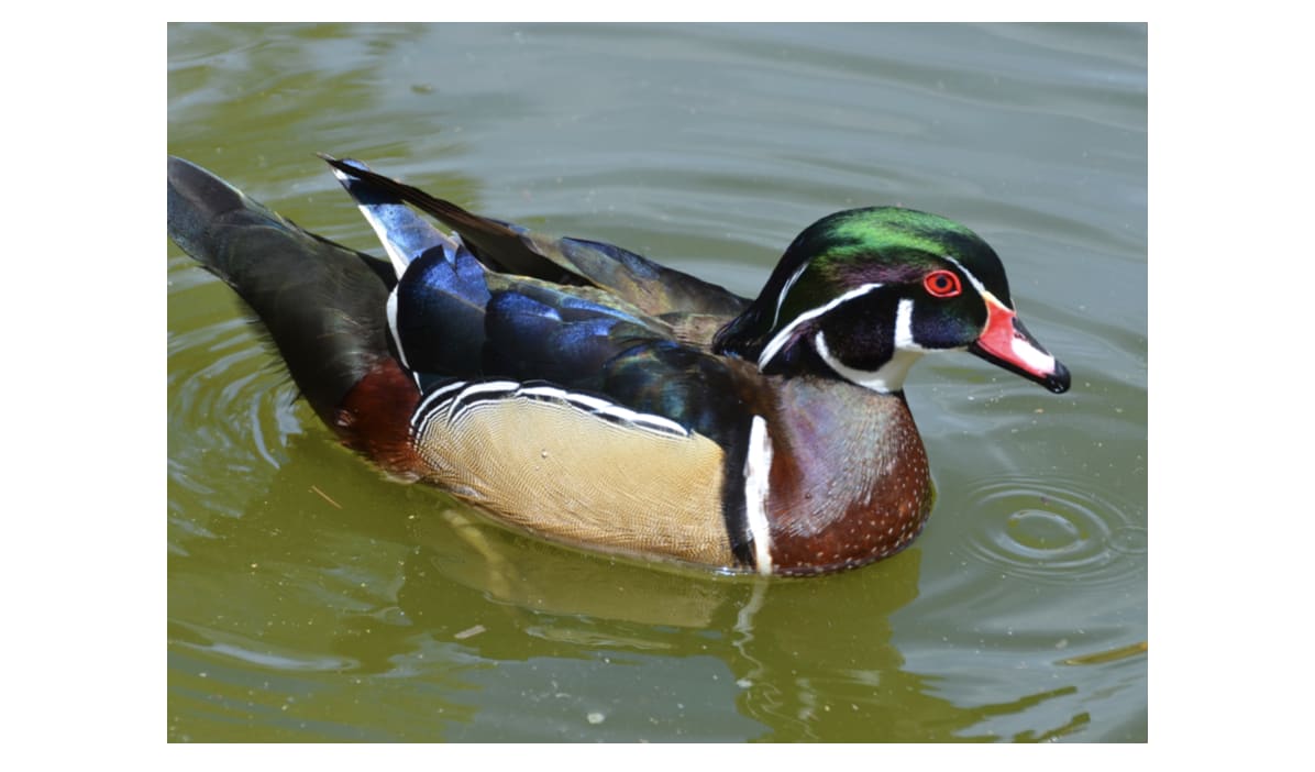 Wood Duck