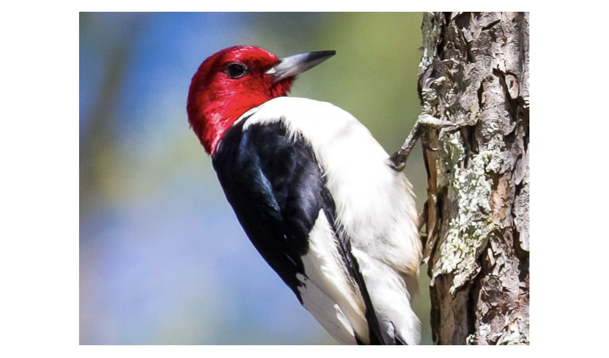 Red-headed Woodpecker