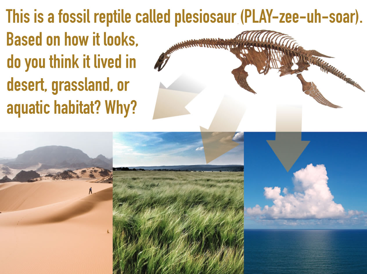 Plesiosaur