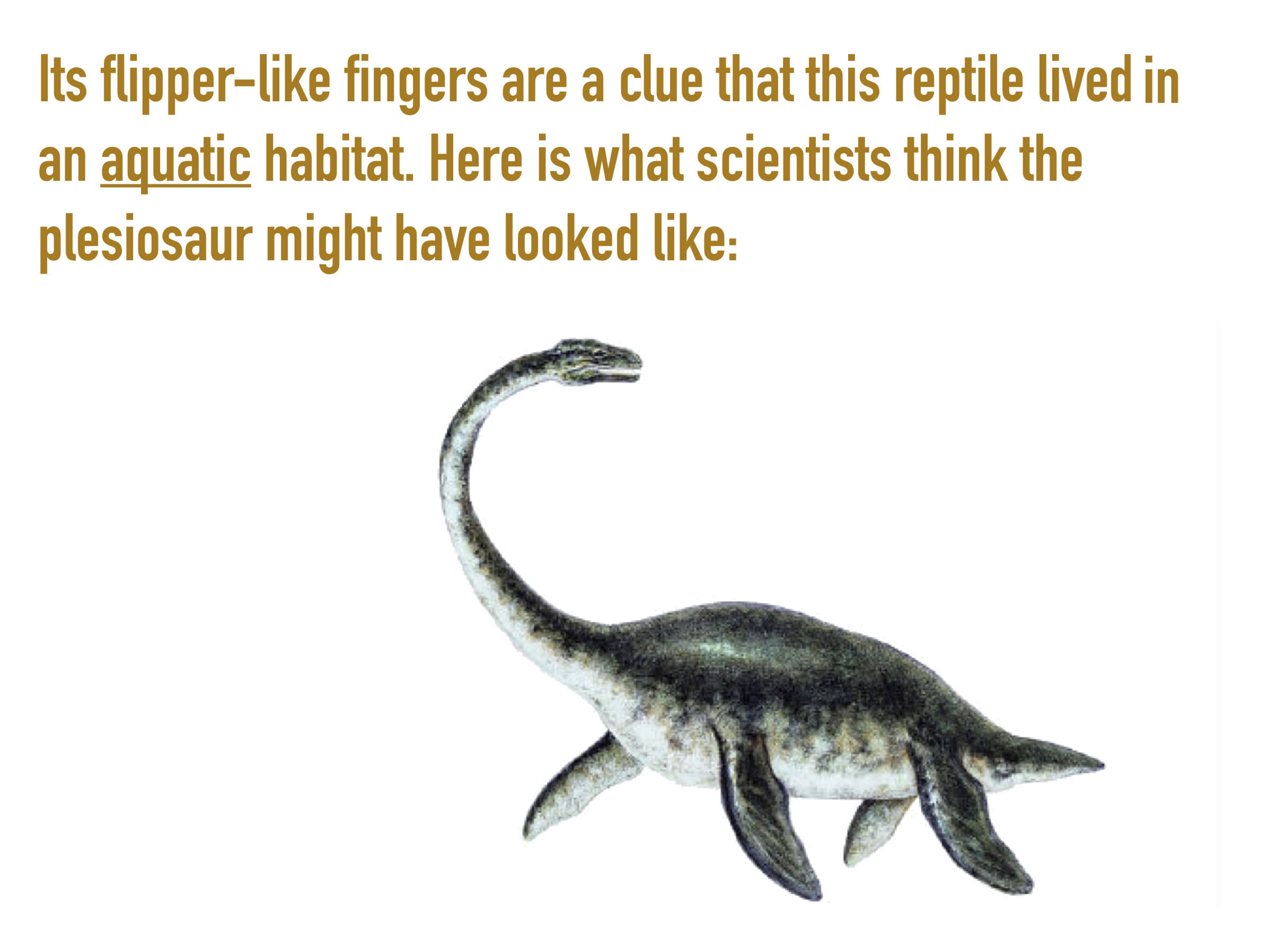 Plesiosaur