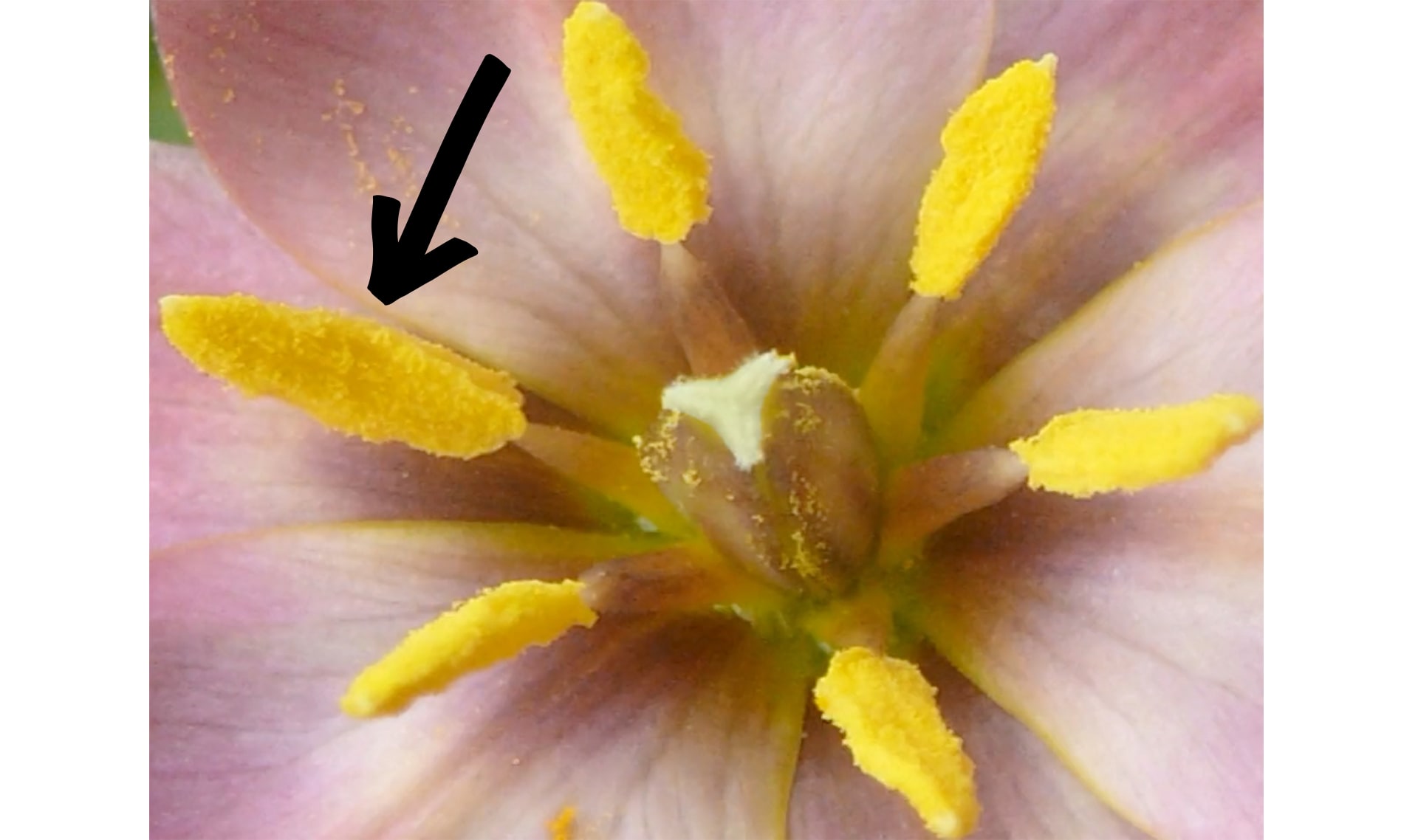 Slide Image